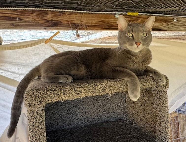 Fish, a Adoptable American Shorthair in Williamsburg, NM image 2/3