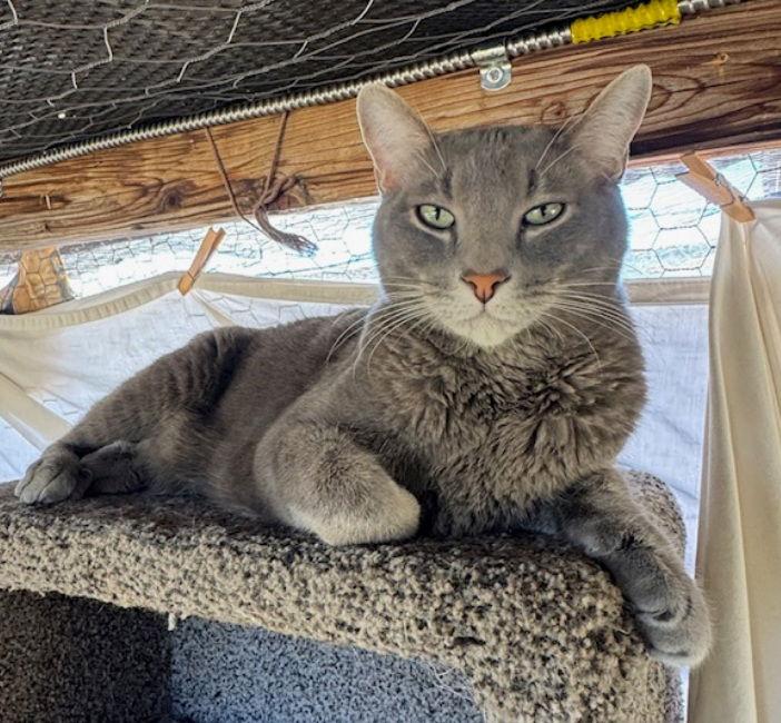 Fish, a Adoptable American Shorthair in Williamsburg, NM image 3/3