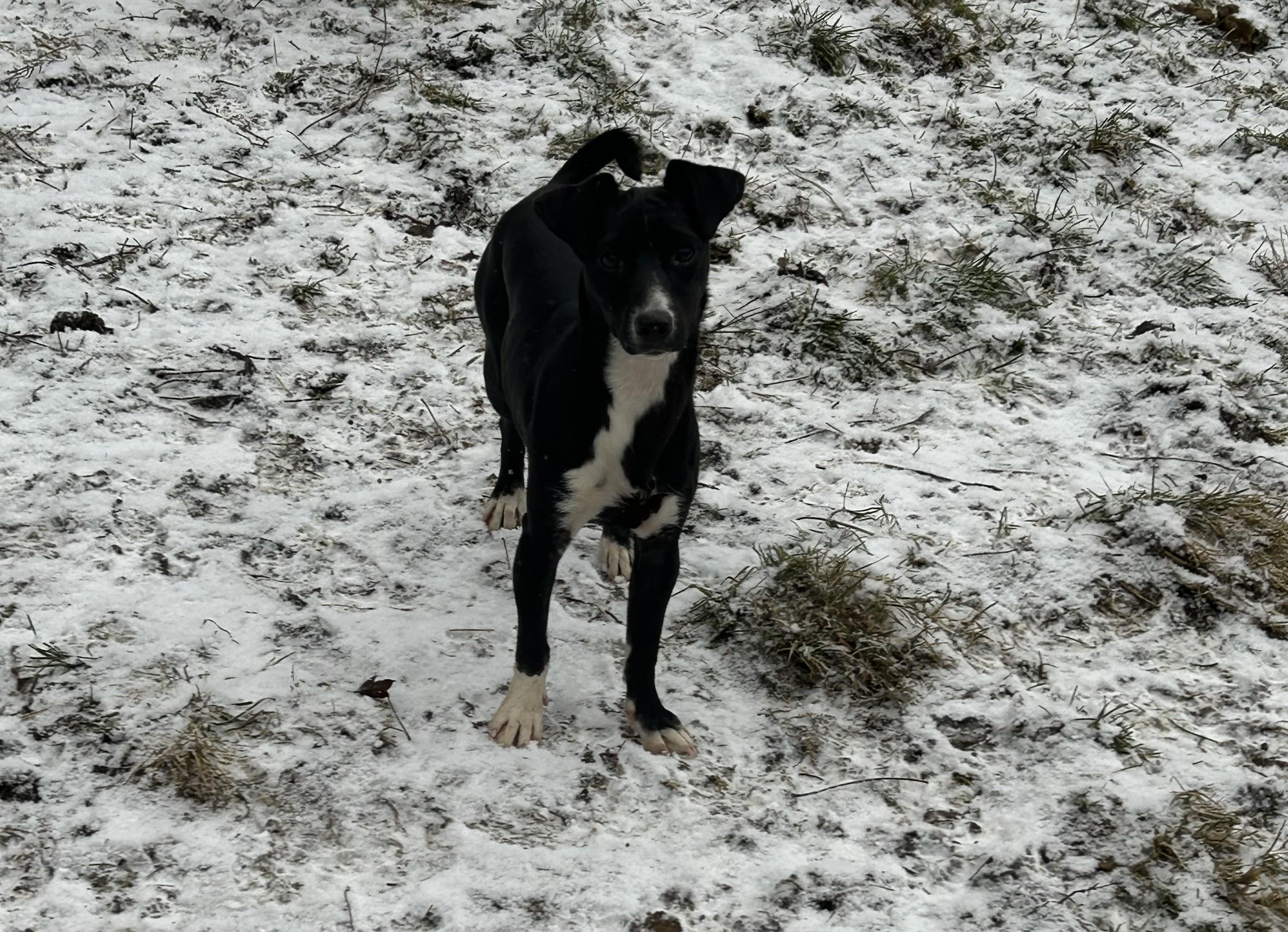 Joy     , ADOPTABLE, Young Female Jack Russell Terrier.