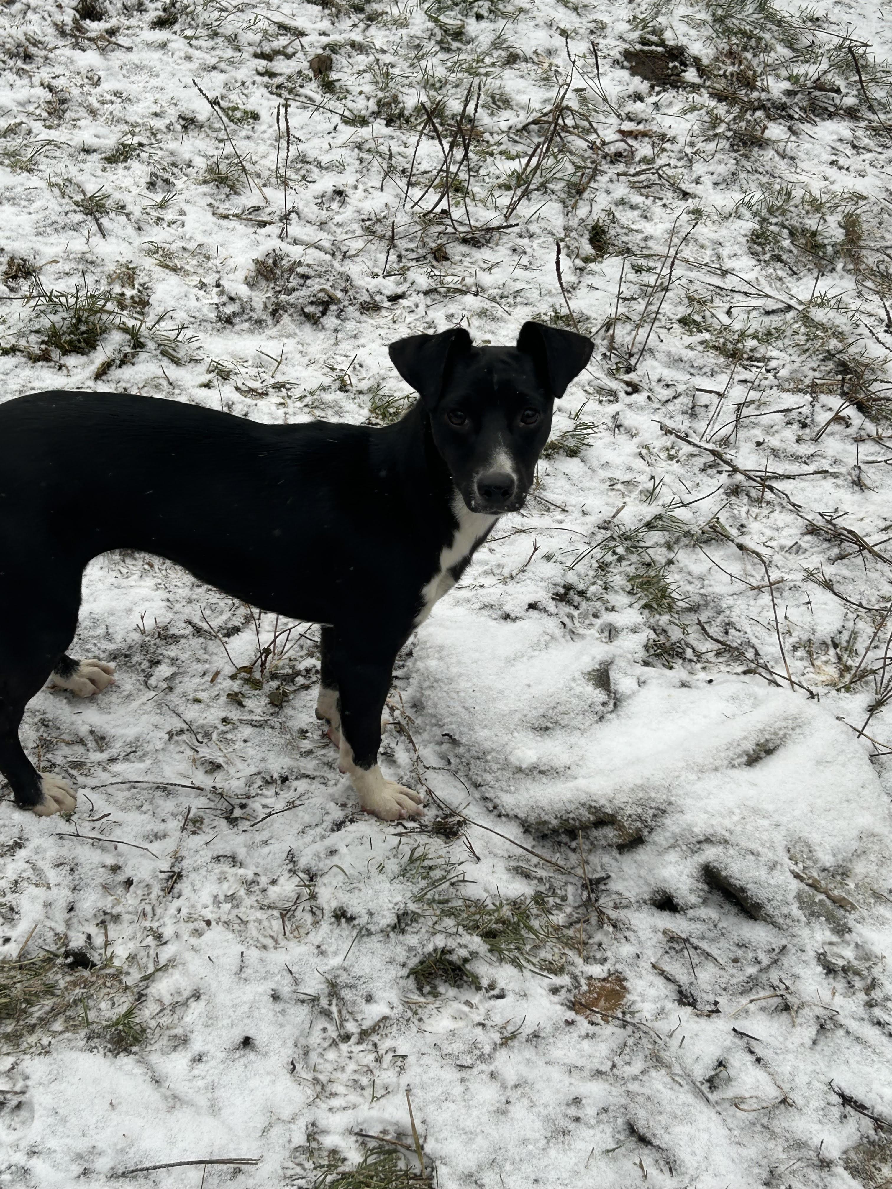 Enlarge Joy     , a ADOPTABLE mixed breed in Chelsea, VT image 3/3