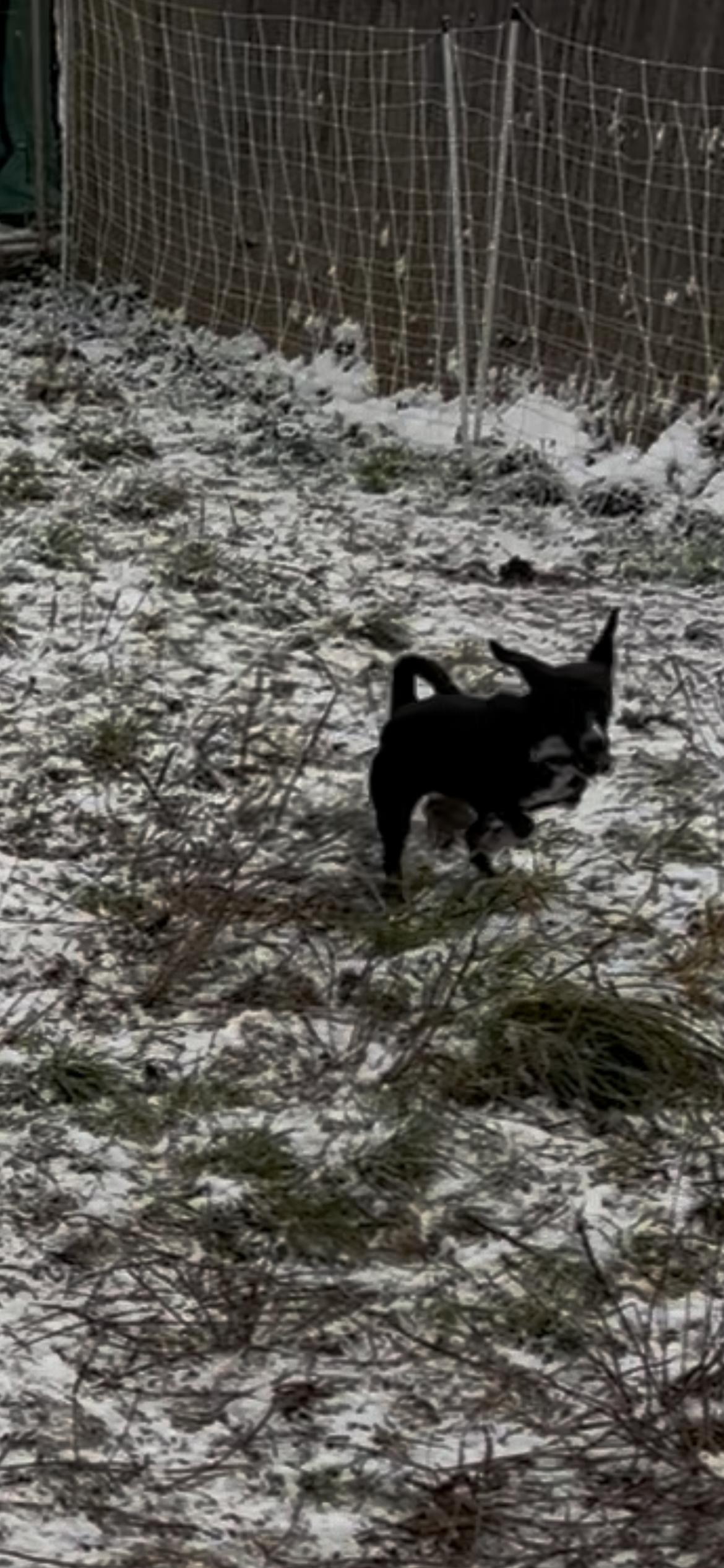 Enlarge Joy     , a ADOPTABLE mixed breed in Chelsea, VT image 2/3