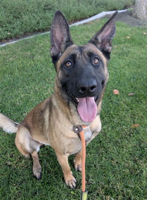 GEMMA- IN FOSTER, Adoptable, Young Female Belgian Shepherd / Malinois.