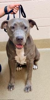 Kelsey 179447, Adoptable, Adult Female Pit Bull Terrier.