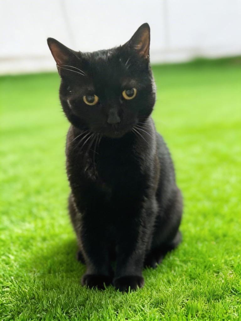 Winter, Adoptable, Young Female Domestic Short Hair.