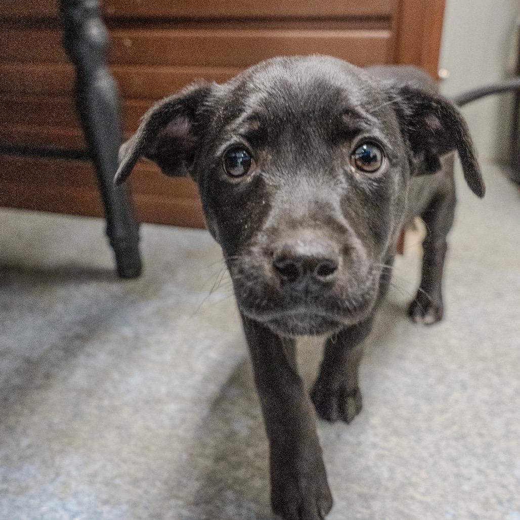 Enlarge Sourdough, a Adoptable mixed breed in Pawling, NY image 1/6