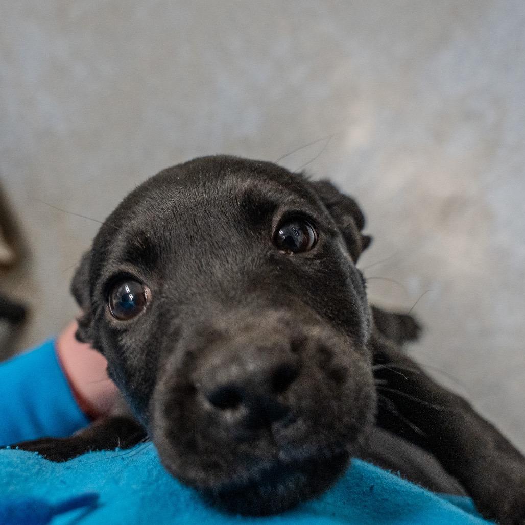 Enlarge Sourdough, a Adoptable mixed breed in Pawling, NY image 2/6