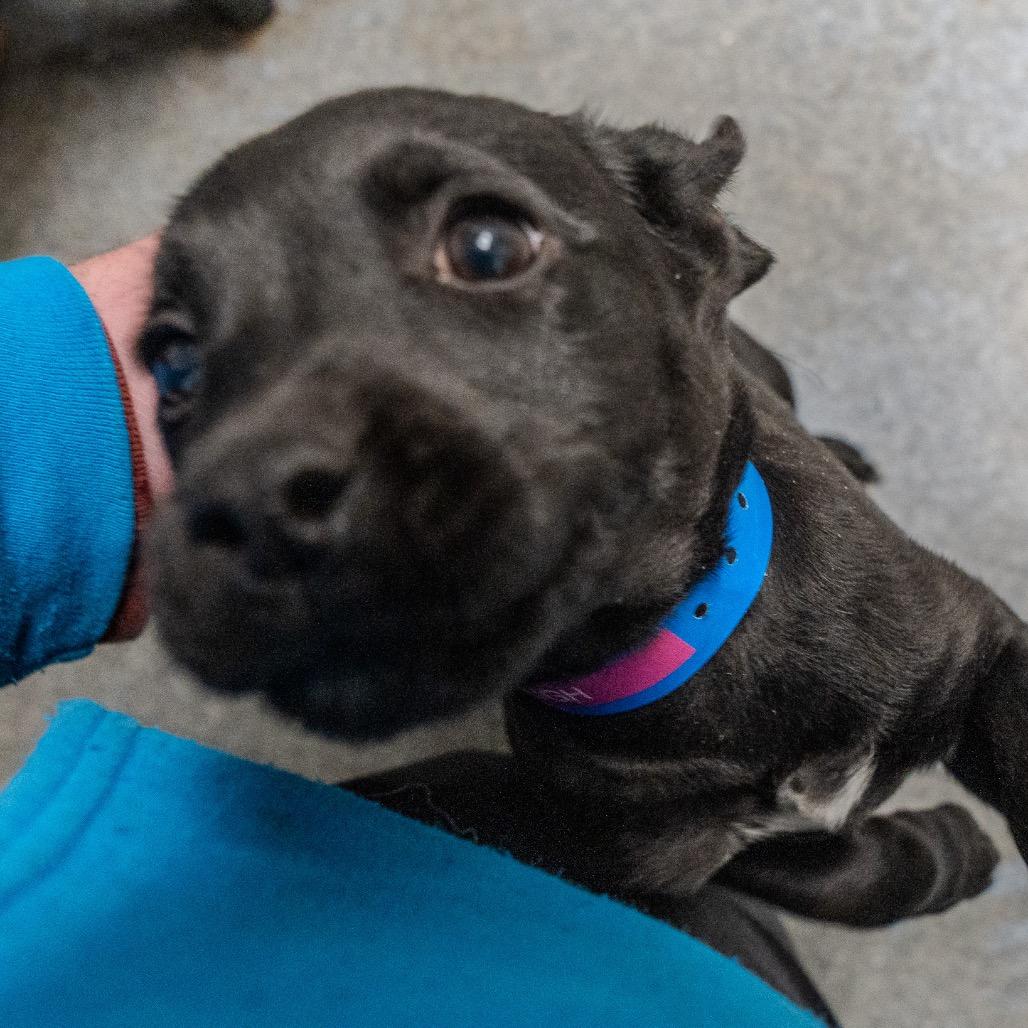 Enlarge Sourdough, a Adoptable mixed breed in Pawling, NY image 4/6