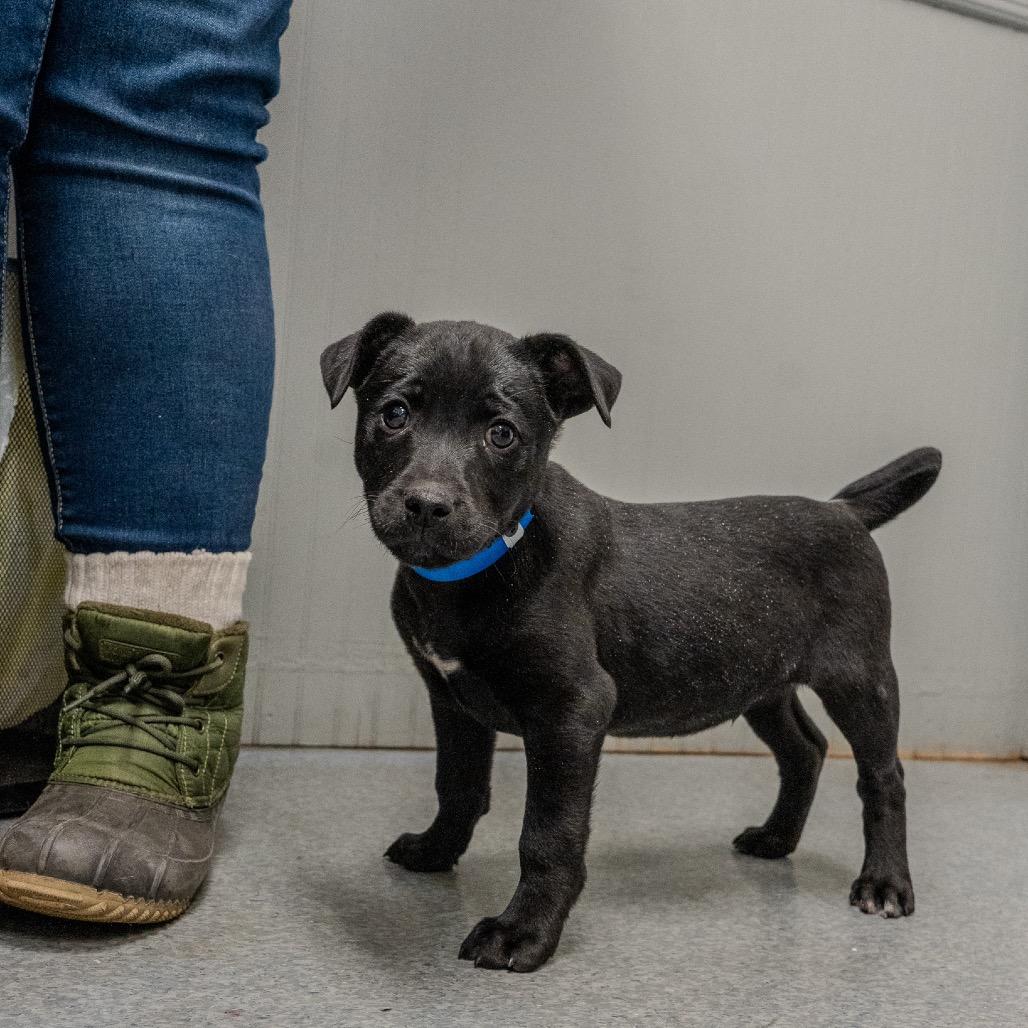 Enlarge Sourdough, a Adoptable mixed breed in Pawling, NY image 5/6