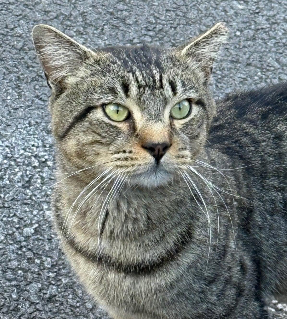 Enlarge Buddy , a ADOPTABLE Tabby in Bayonne, NJ image 6/6