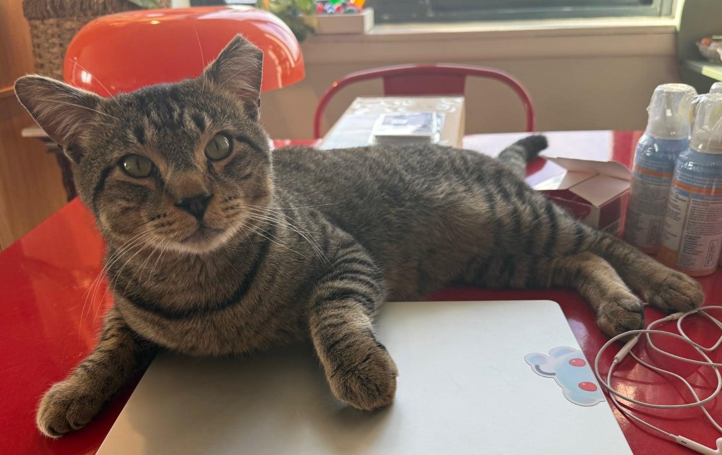 Buddy , ADOPTABLE, Adult Male Tabby.