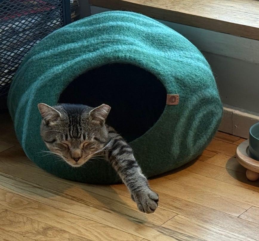 Enlarge Buddy , a ADOPTABLE Tabby in Bayonne, NJ image 3/6