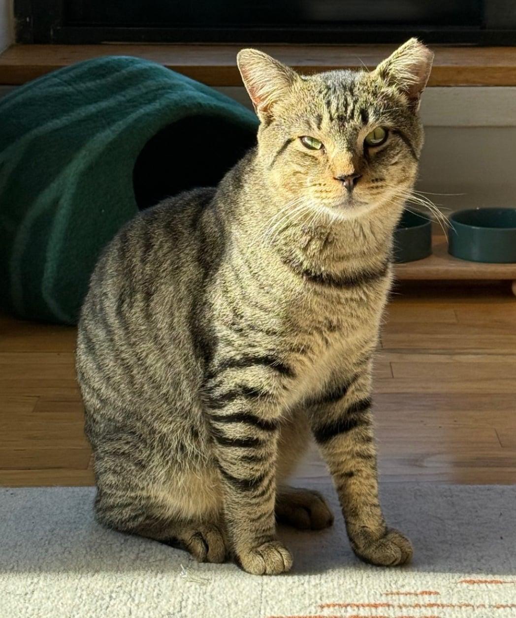 Enlarge Buddy , a ADOPTABLE Tabby in Bayonne, NJ image 4/6