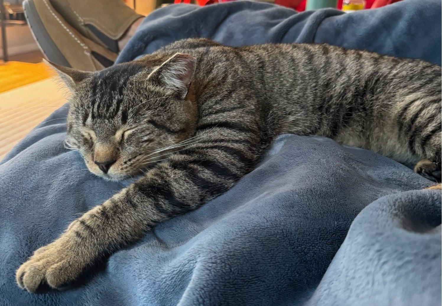 Enlarge Buddy , a ADOPTABLE Tabby in Bayonne, NJ image 5/6