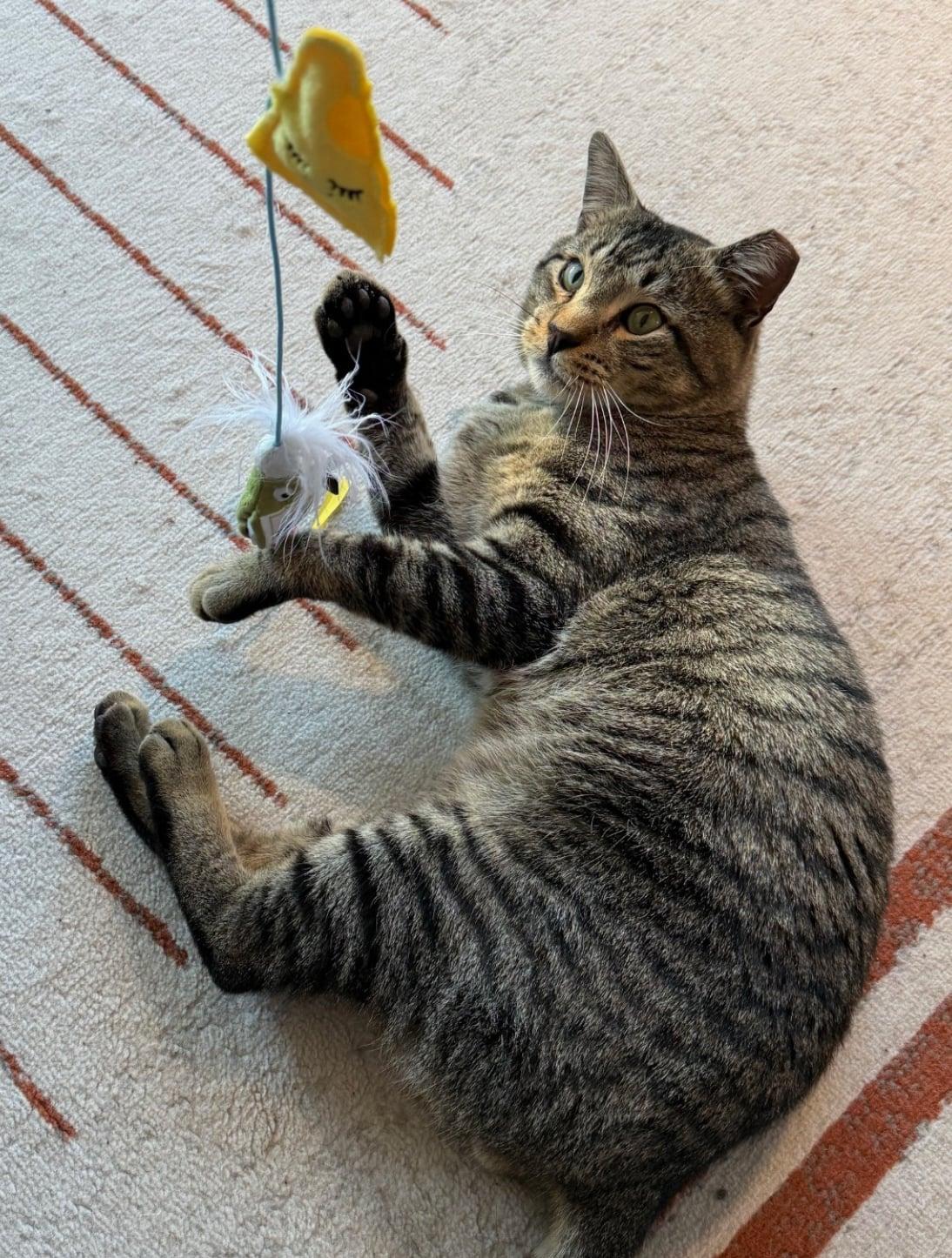 Enlarge Buddy , a ADOPTABLE Tabby in Bayonne, NJ image 2/6