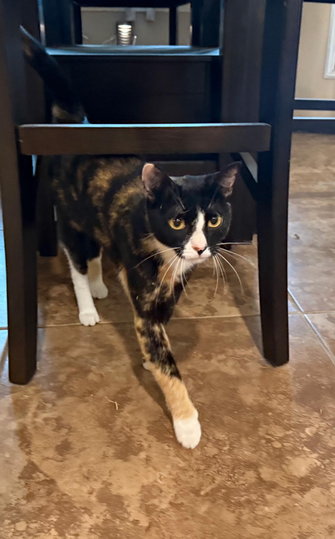Callie