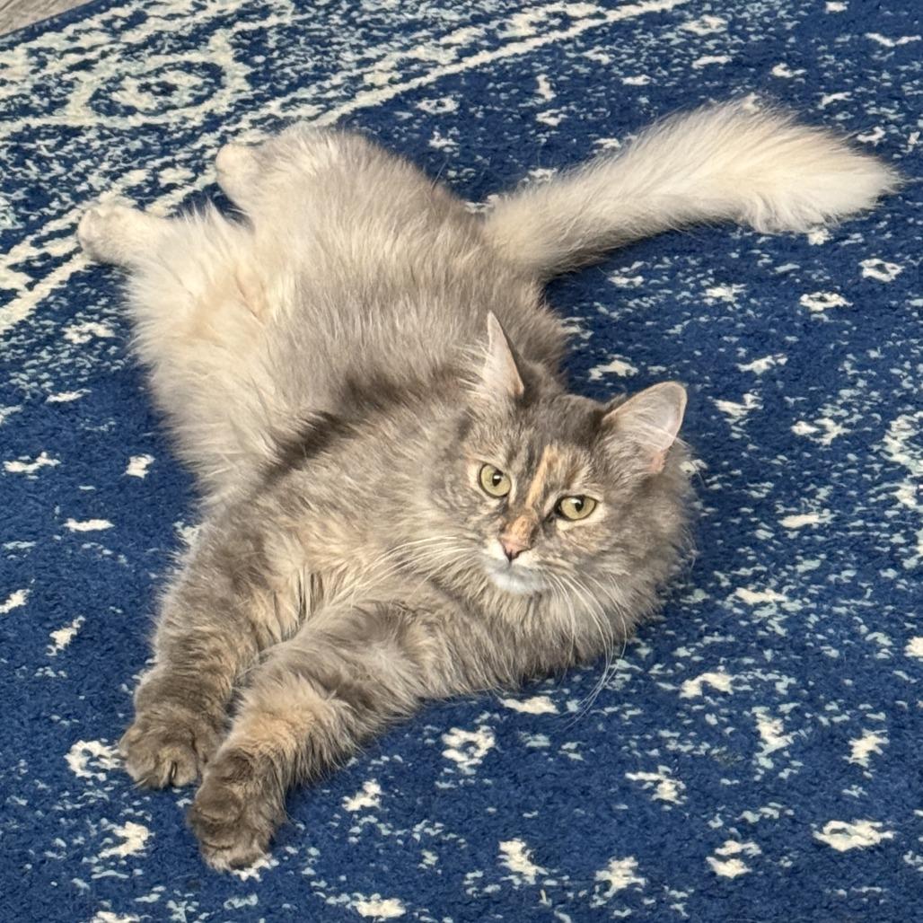 Suzy  Home To thumbnail 3