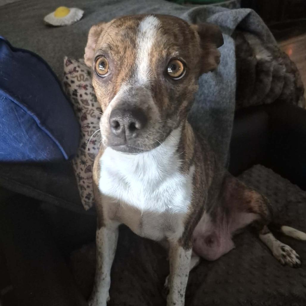 Judy, a Adoptable Mixed Breed in Boone, IA image 1/6