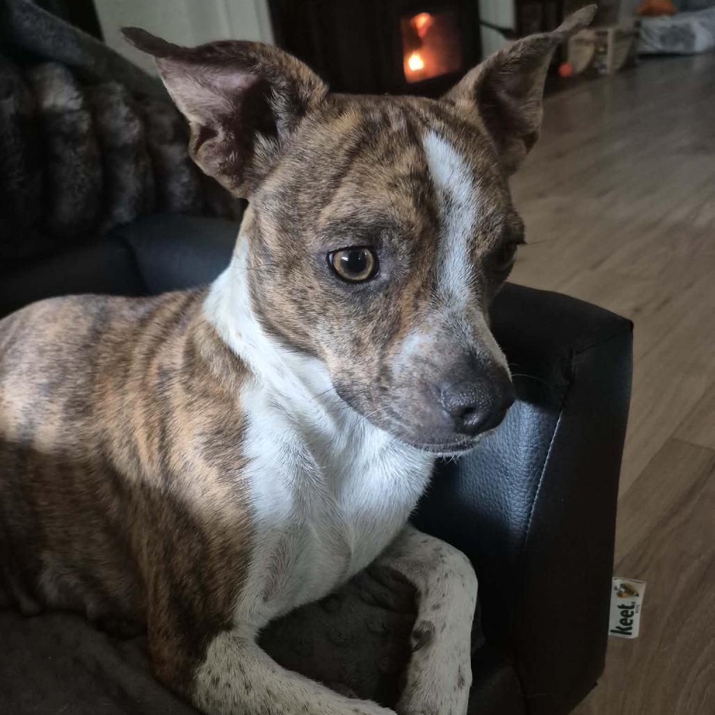 Judy, a Adoptable Mixed Breed in Boone, IA image 2/6