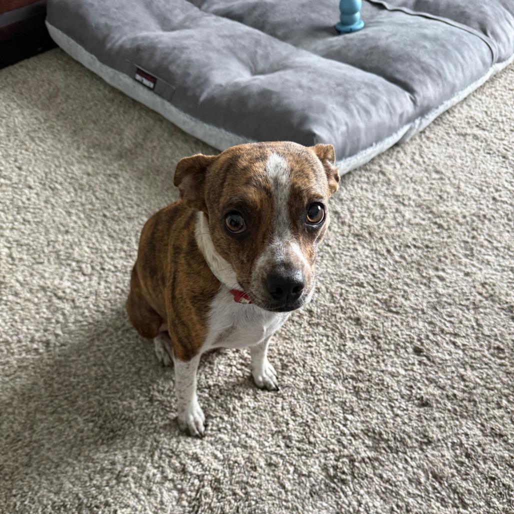 Judy, a Adoptable Mixed Breed in Boone, IA image 3/6