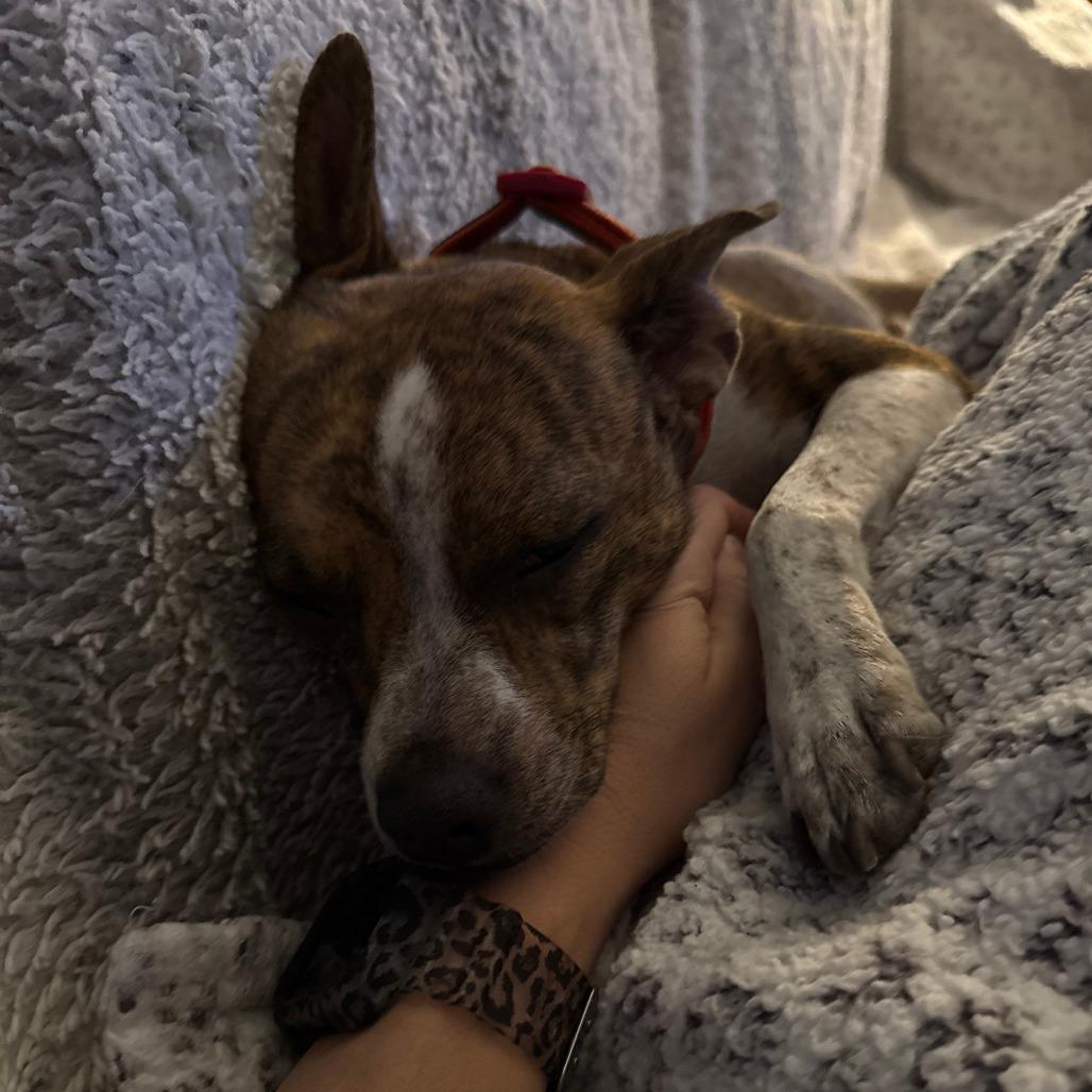 Judy, a Adoptable Mixed Breed in Boone, IA image 4/6