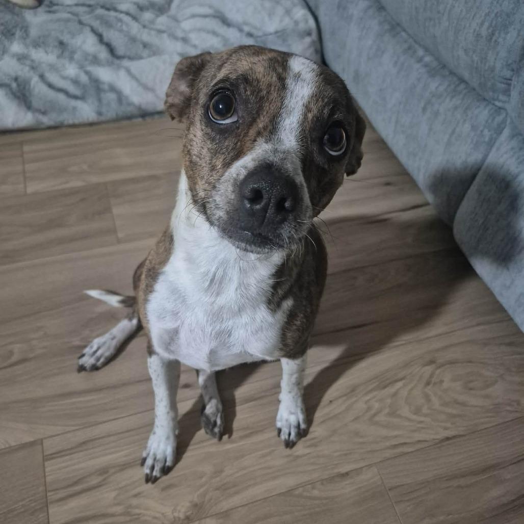 Judy, a Adoptable Mixed Breed in Boone, IA image 5/6