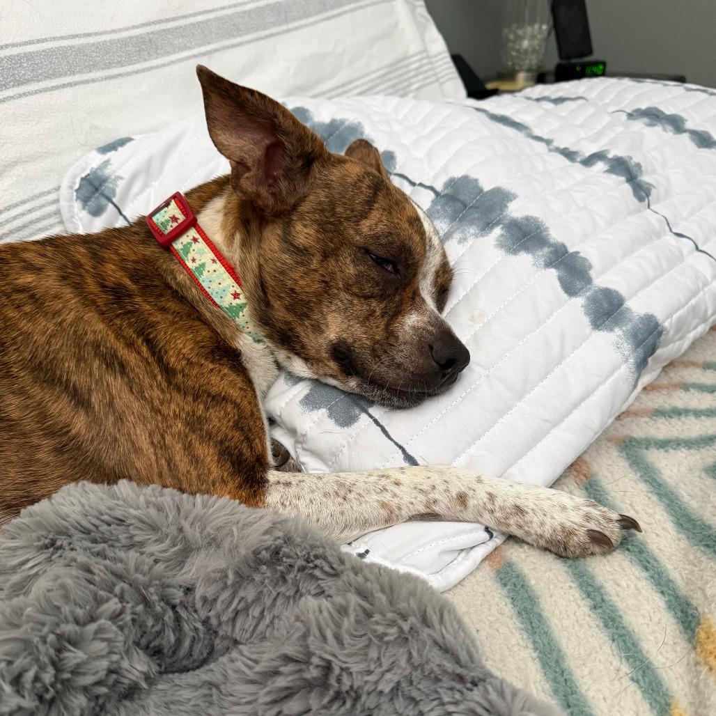 Judy, a Adoptable Mixed Breed in Boone, IA image 6/6