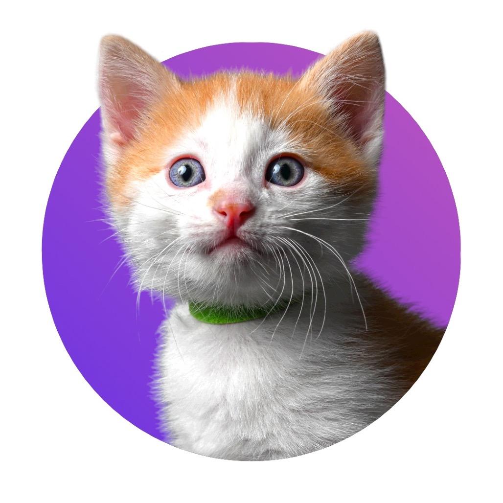 Enlarge Boats, a Adoptable Domestic Short Hair in Pacific Grove, CA image 1/6