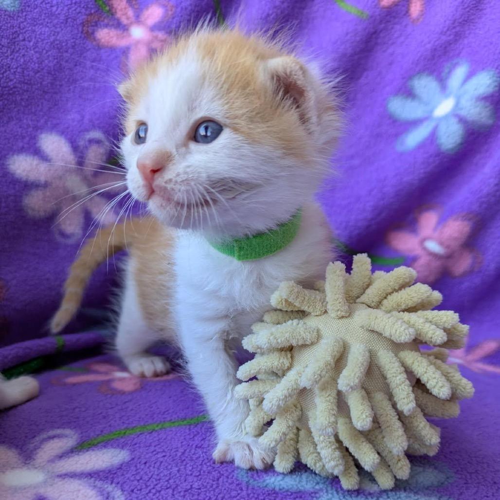 Enlarge Boats, a Adoptable Domestic Short Hair in Pacific Grove, CA image 6/6