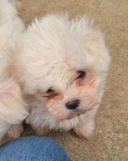 Enlarge Jolly Rancher -  PENDING, a Adopted mixed breed in Hillside, IL image 1/1