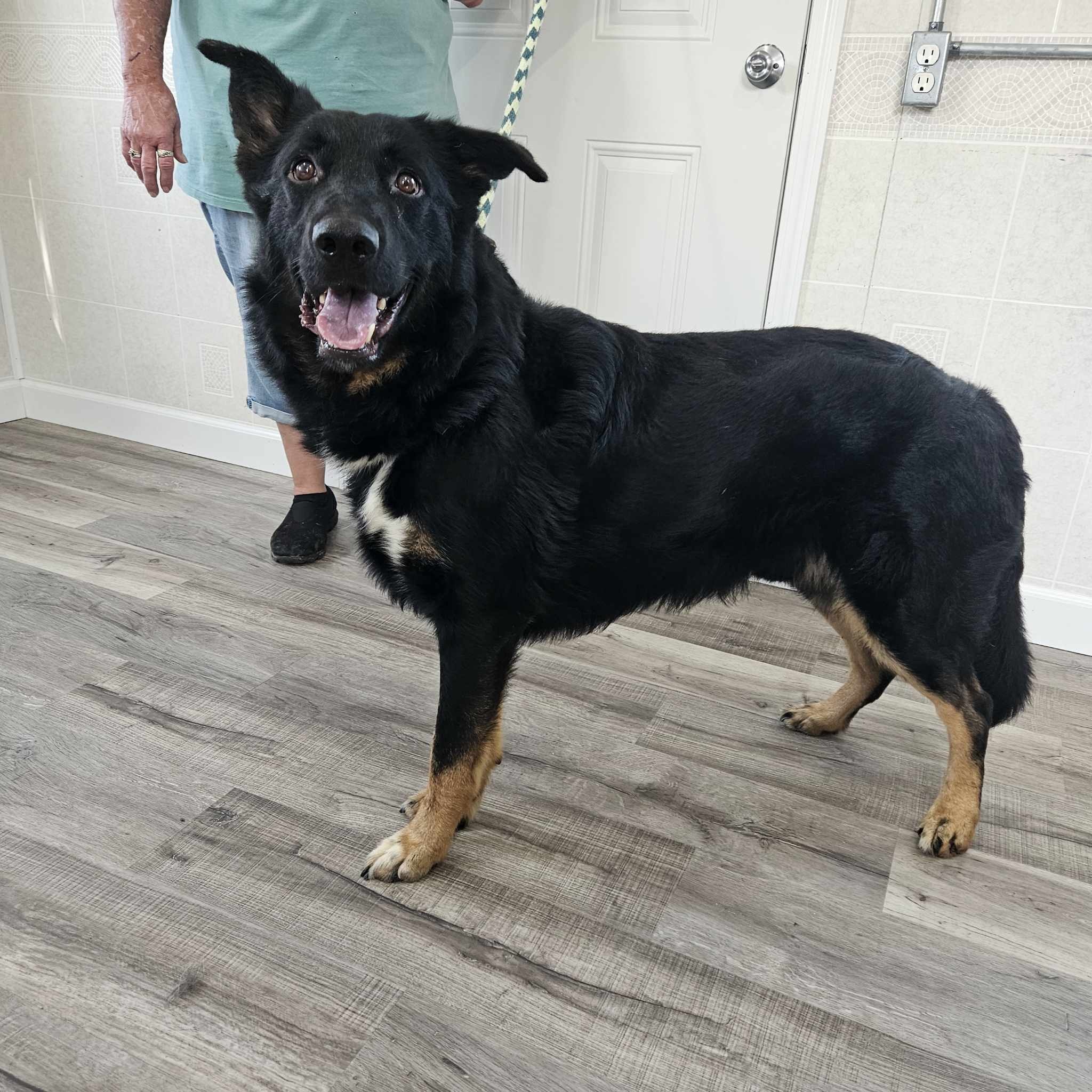 Malachi, Adoptable, Adult Male German Shepherd Dog & Mixed Breed.