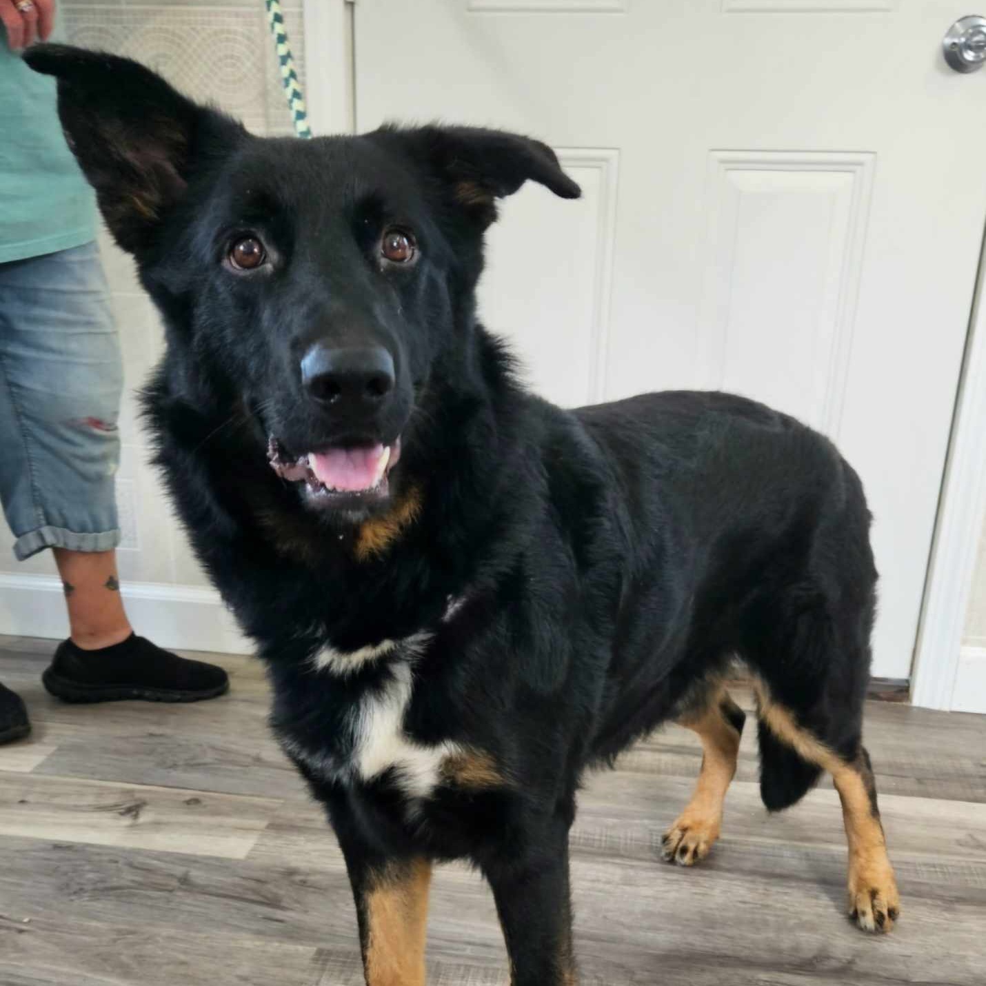 Enlarge Malachi, a Adoptable mixed breed in Hoopeston, IL image 2/4