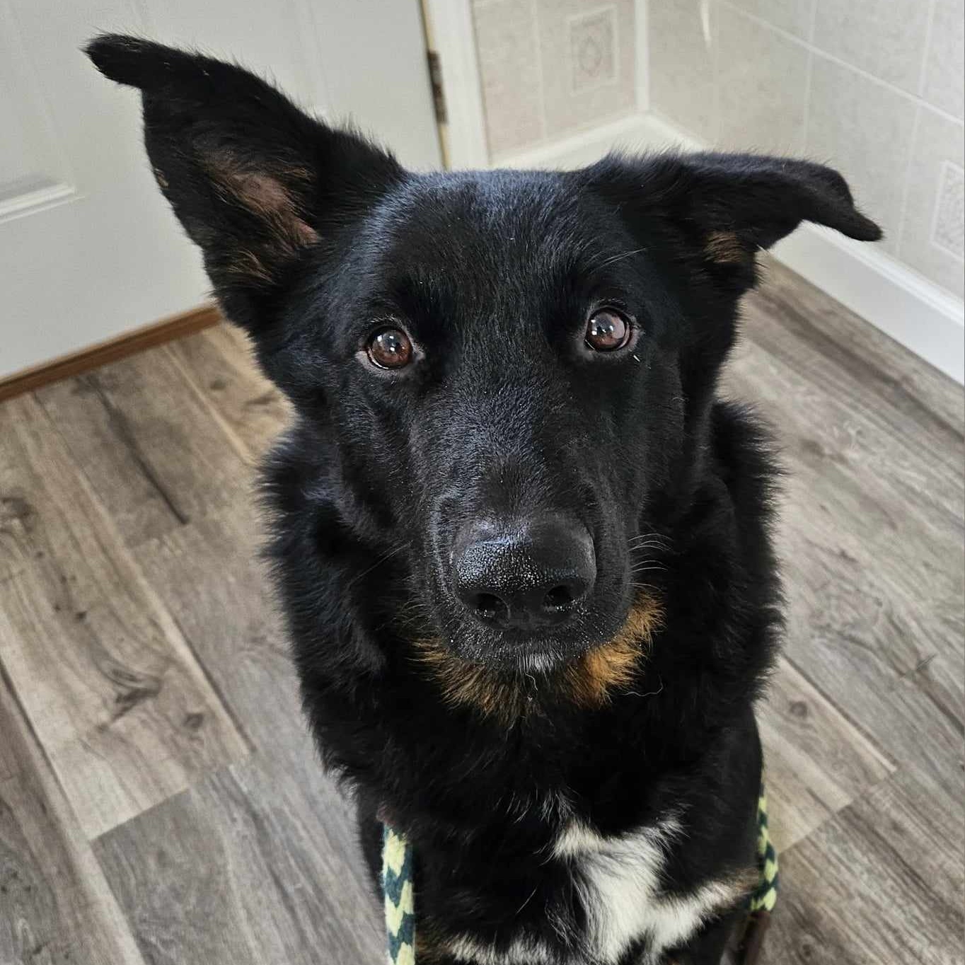 Enlarge Malachi, a Adoptable mixed breed in Hoopeston, IL image 3/4