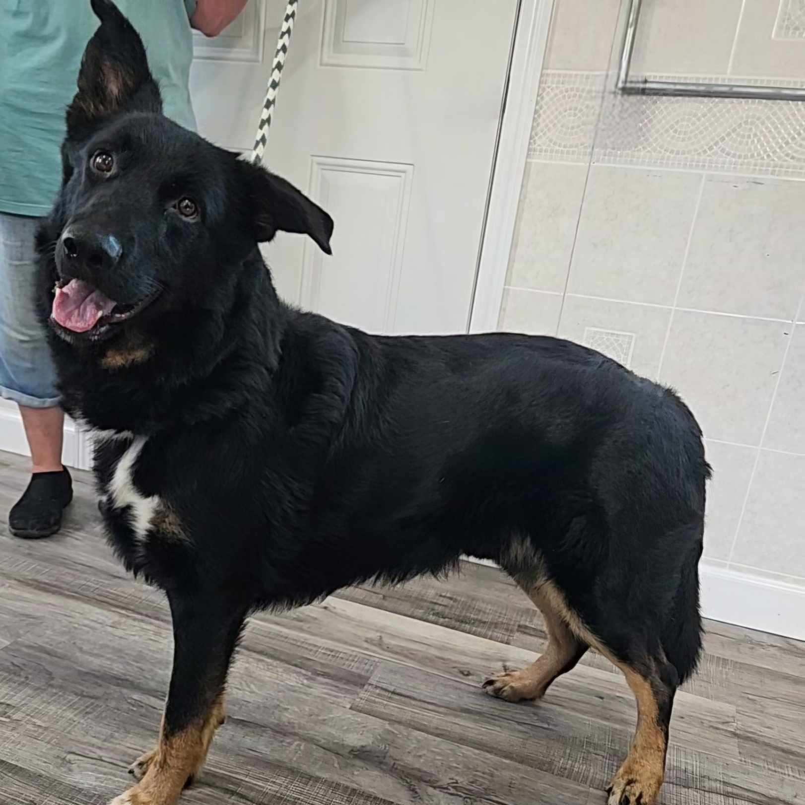 Enlarge Malachi, a Adoptable mixed breed in Hoopeston, IL image 4/4