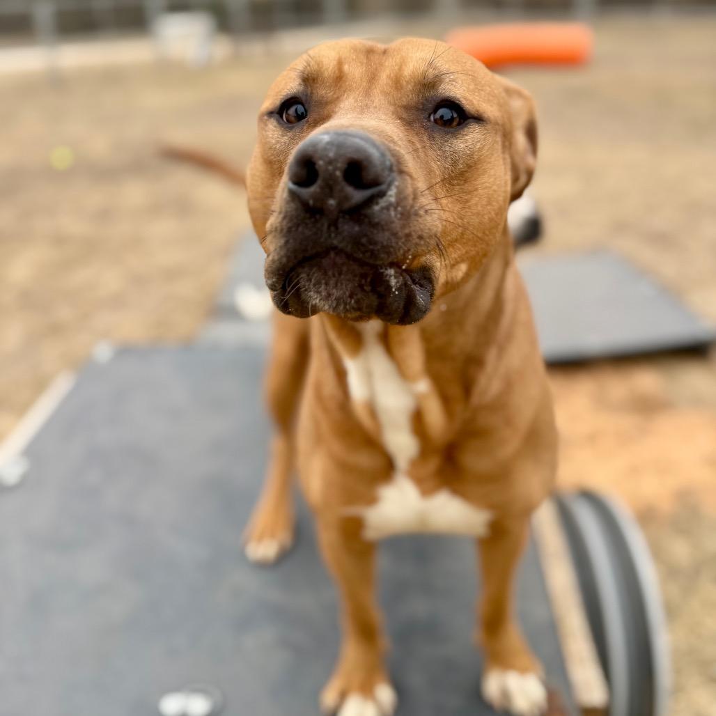 Creekie, Adoptable, Adult Male Mixed Breed.