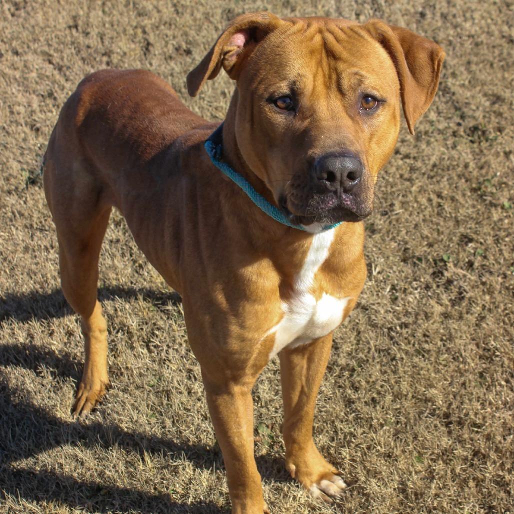Enlarge Creekie, a Adoptable Mixed Breed in Pauls Valley, OK image 2/2
