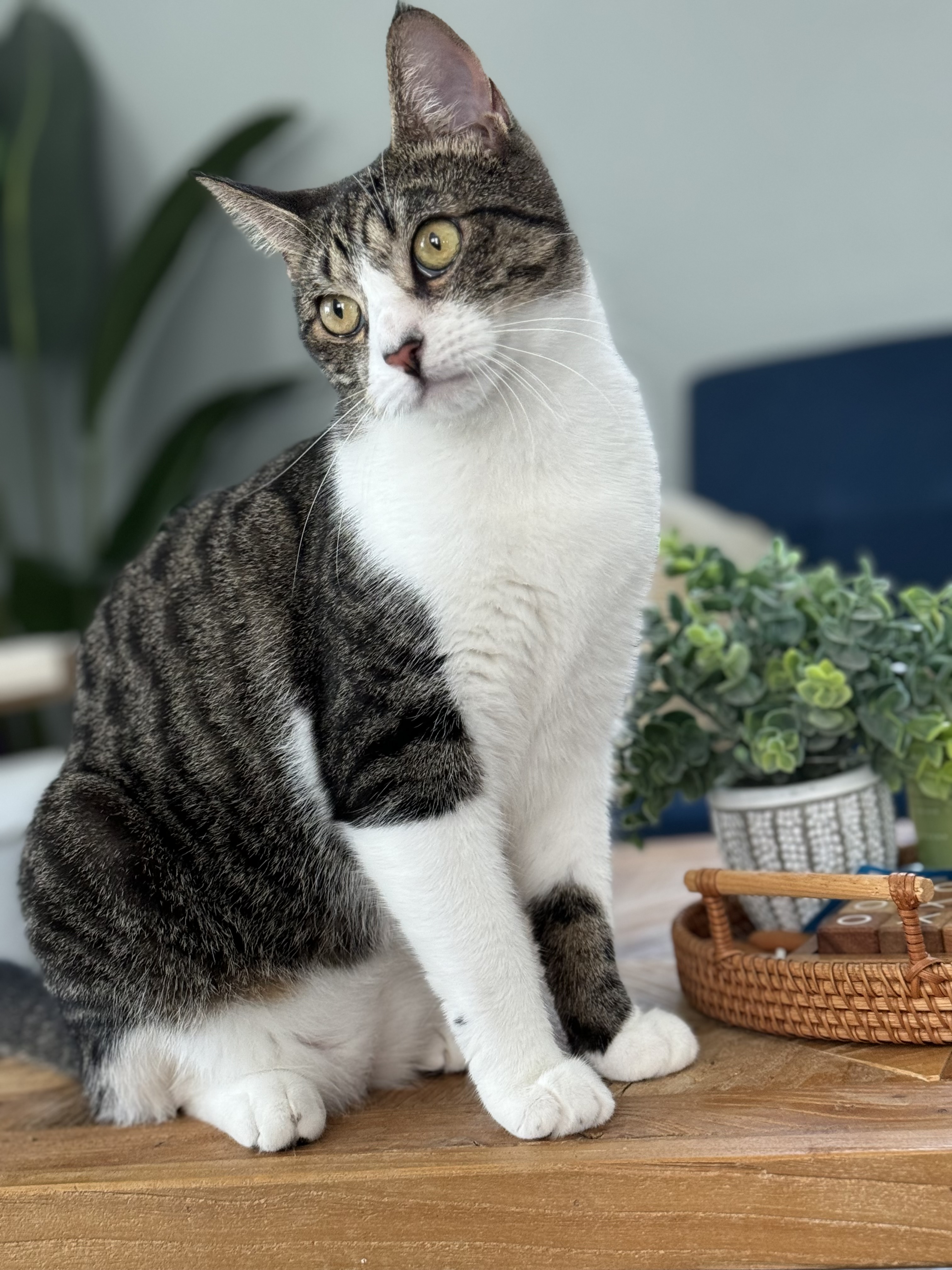 Enlarge Luke (m), a Adoptable Domestic Short Hair in Fresh Meadows, NY image 2/3