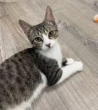 Enlarge Luke (m), a Adoptable Domestic Short Hair in Fresh Meadows, NY image 3/3