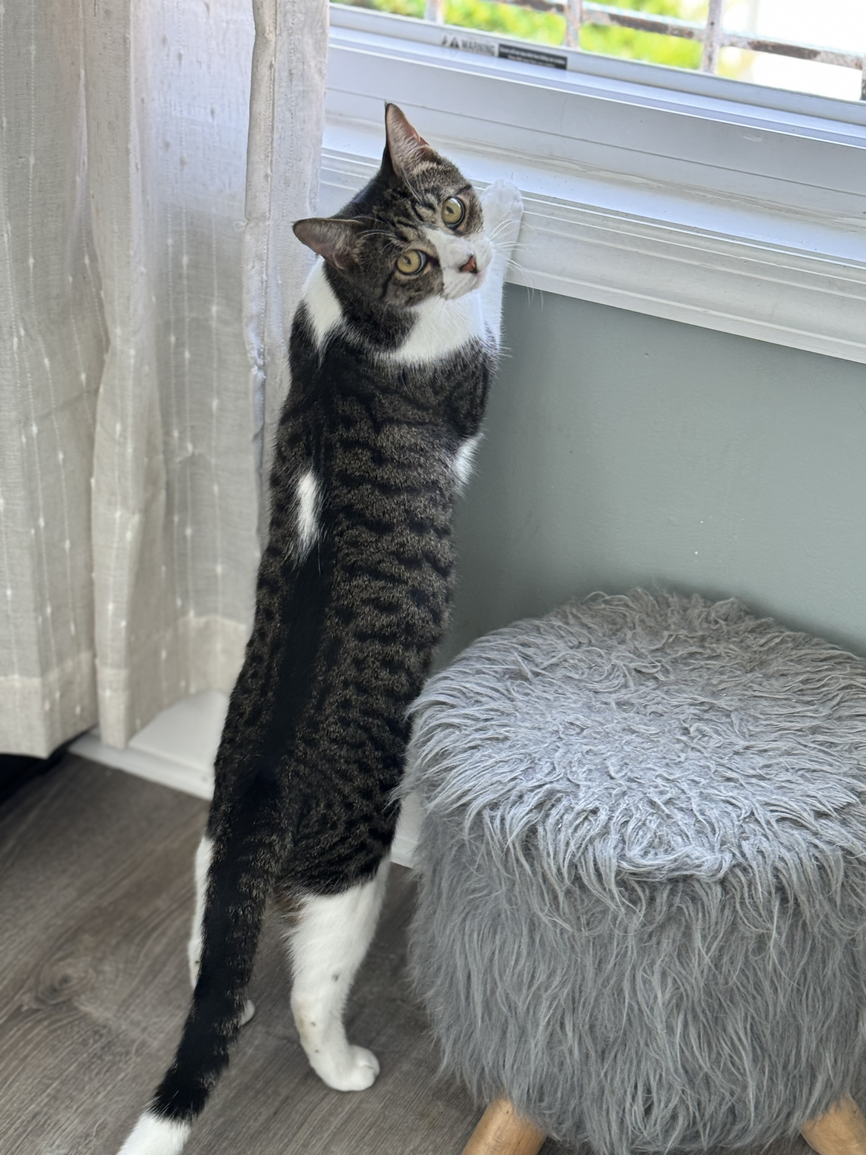 Luke (m), Adoptable, Adult Male Domestic Short Hair.