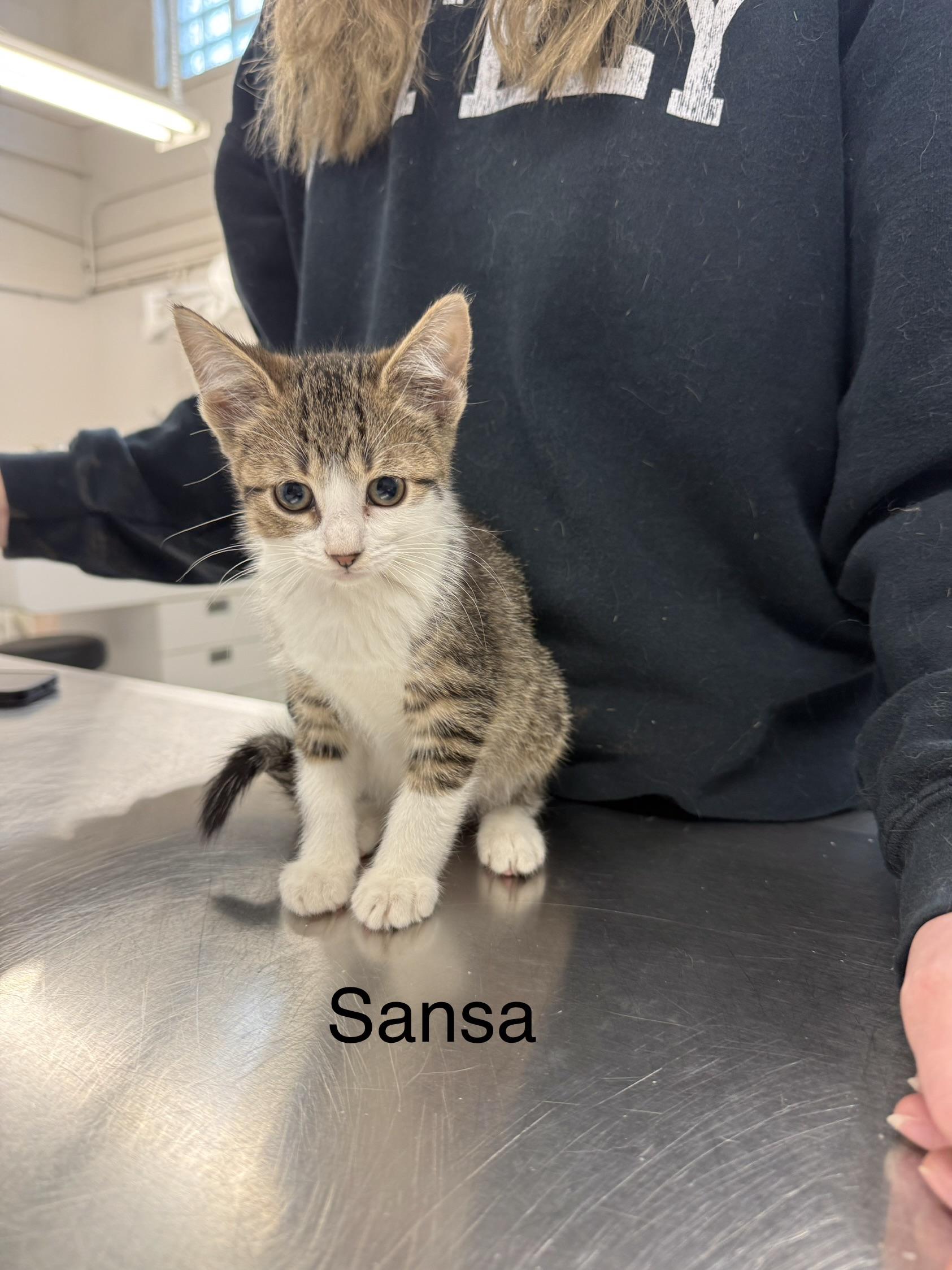 Sansa, Adoptable, Kitten Female Domestic Short Hair.
