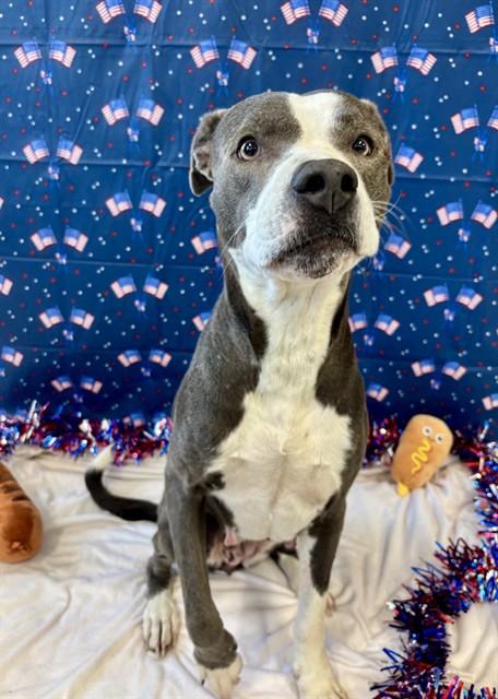 Enlarge LOLA, a Adoptable Staffordshire Bull Terrier in Kalamazoo, MI image 1/1