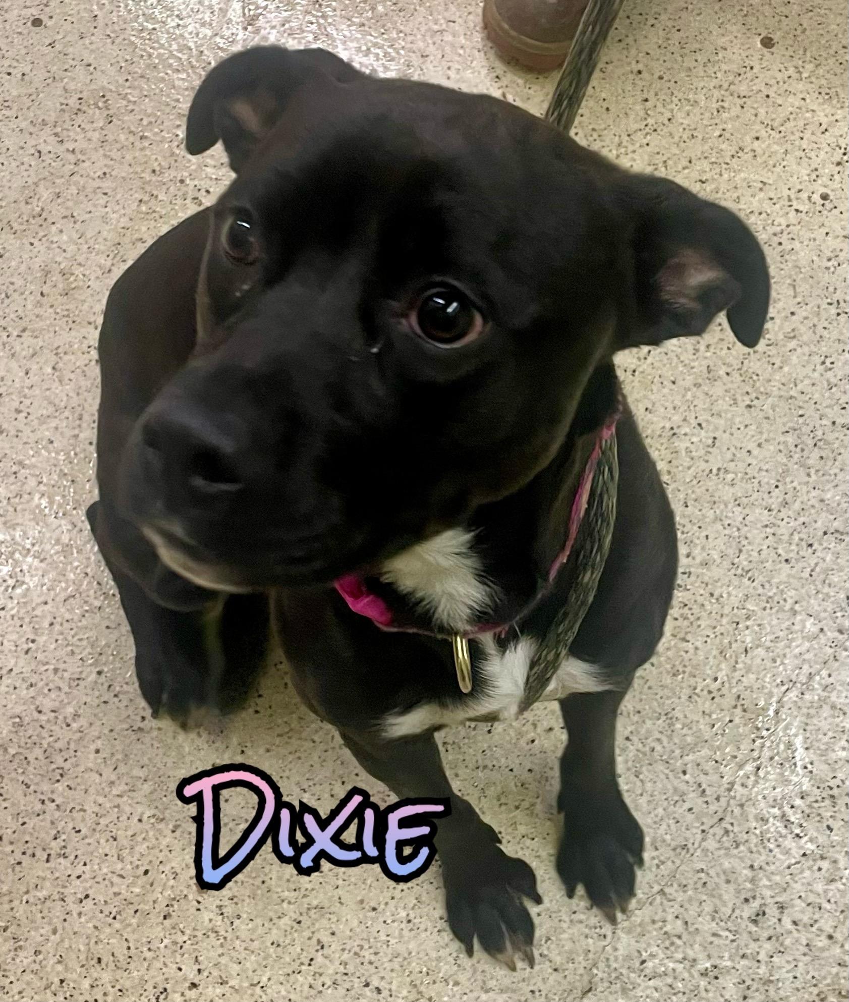 Dixie
