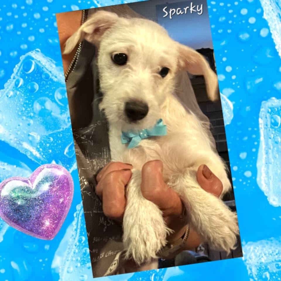 Sparky, Adopted, Young Male Maltipoo.
