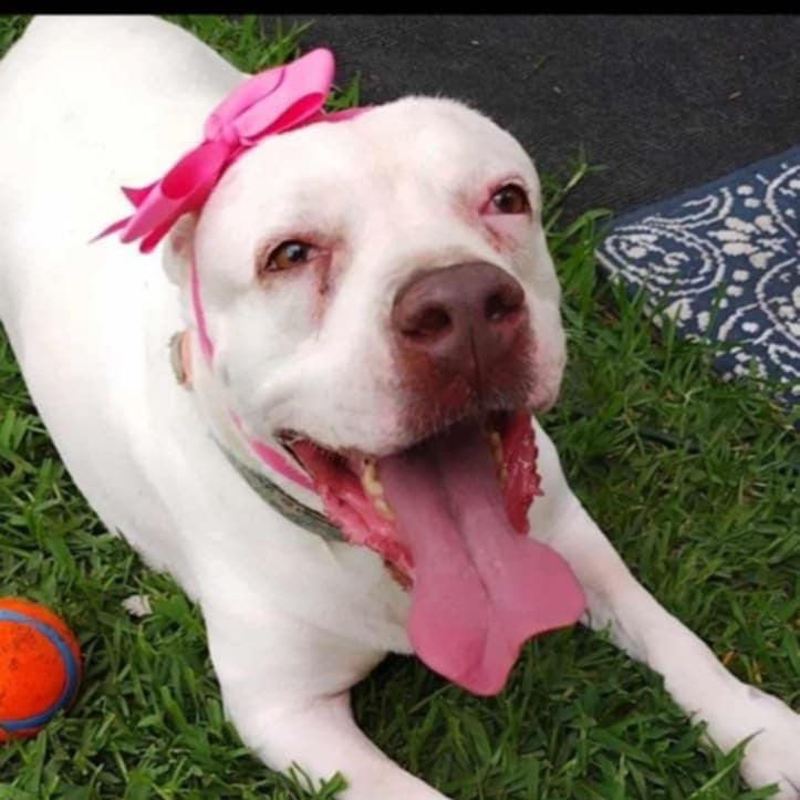 Baby, Adoptable, Adult Female Mixed Breed.