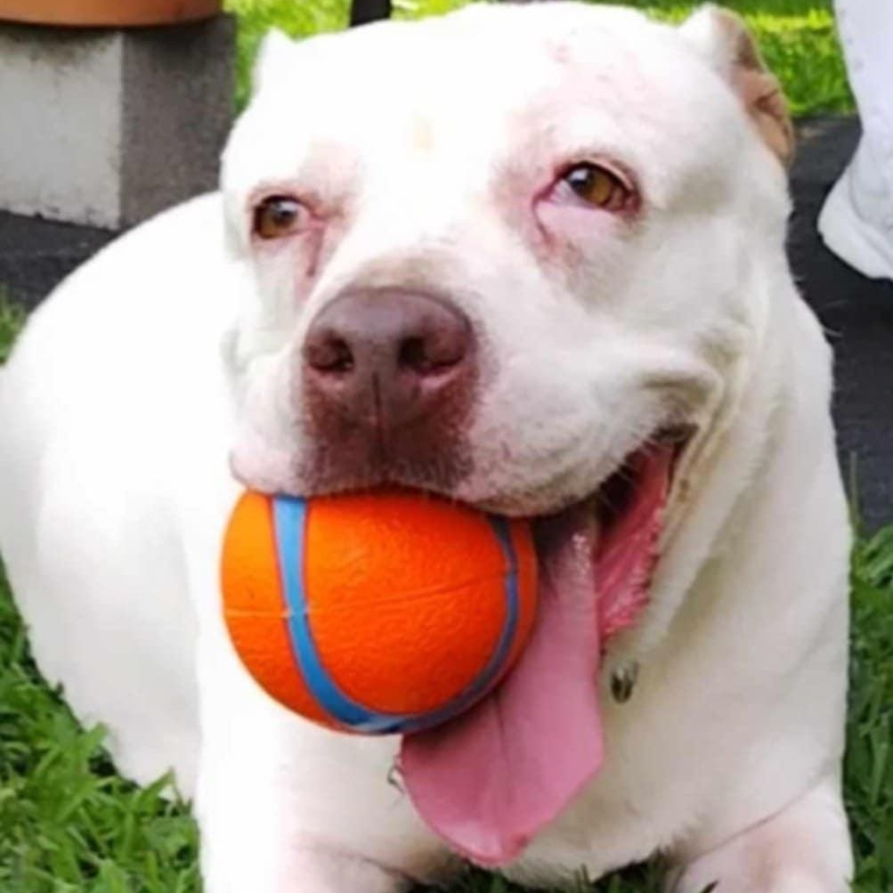 Enlarge Baby, a Adoptable Mixed Breed in Miami, FL image 2/2