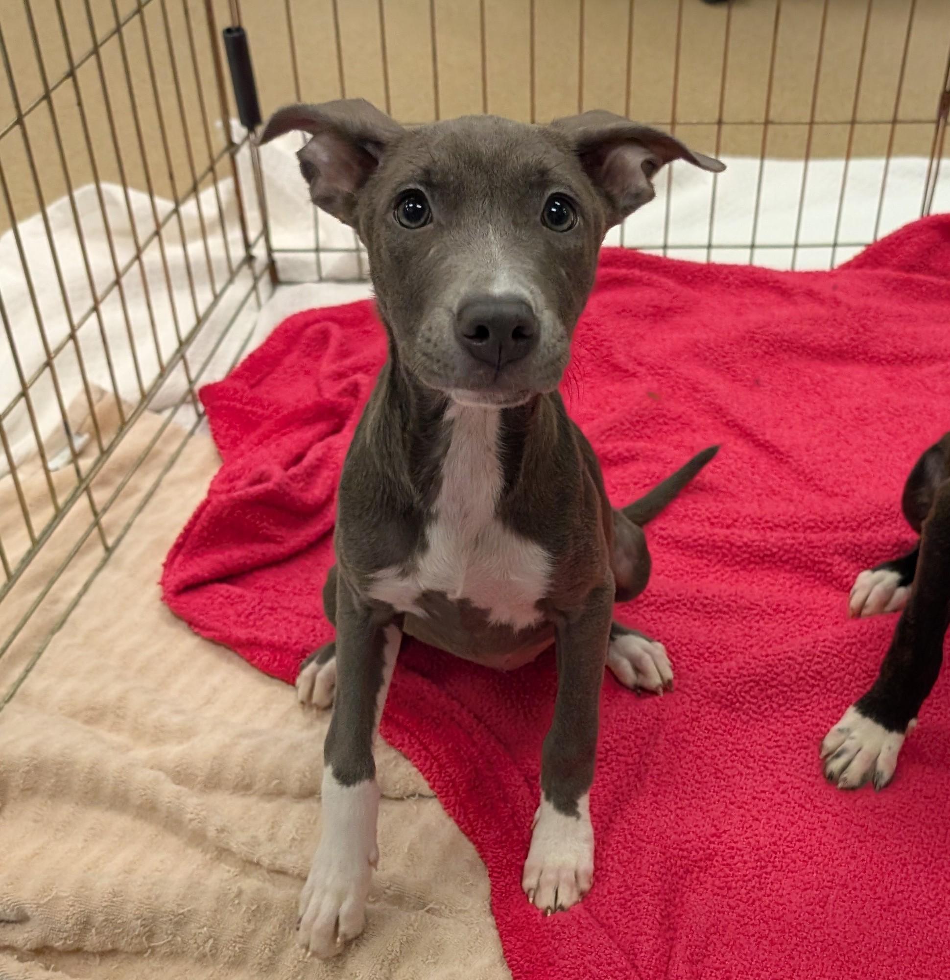 Mandy A220536, Adoptable, Puppy Female Pit Bull Terrier.
