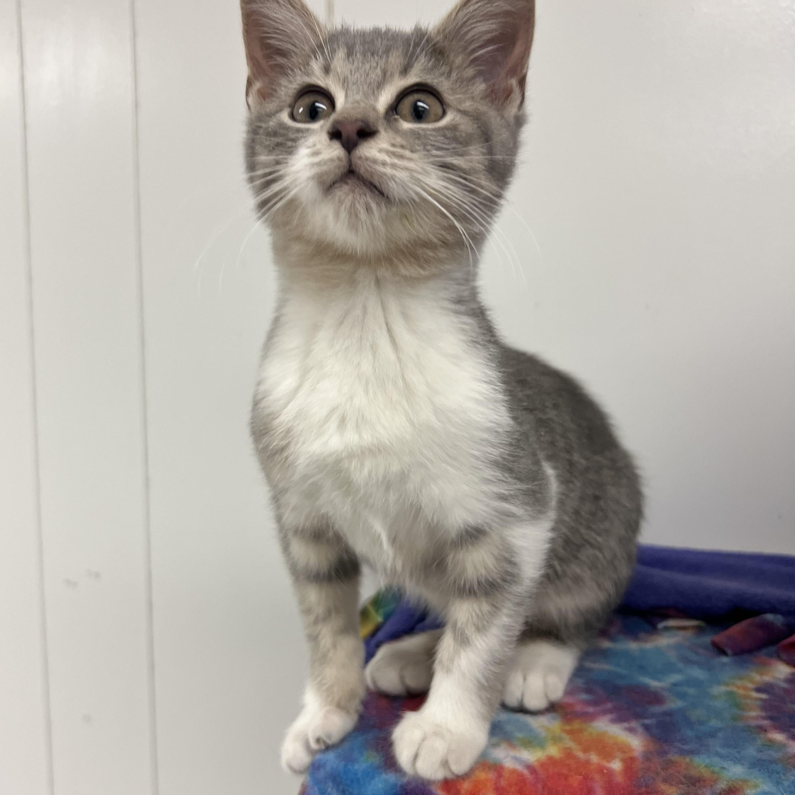 Millie, an adopted mixed breed in Mount Pleasant, MI image 1/2