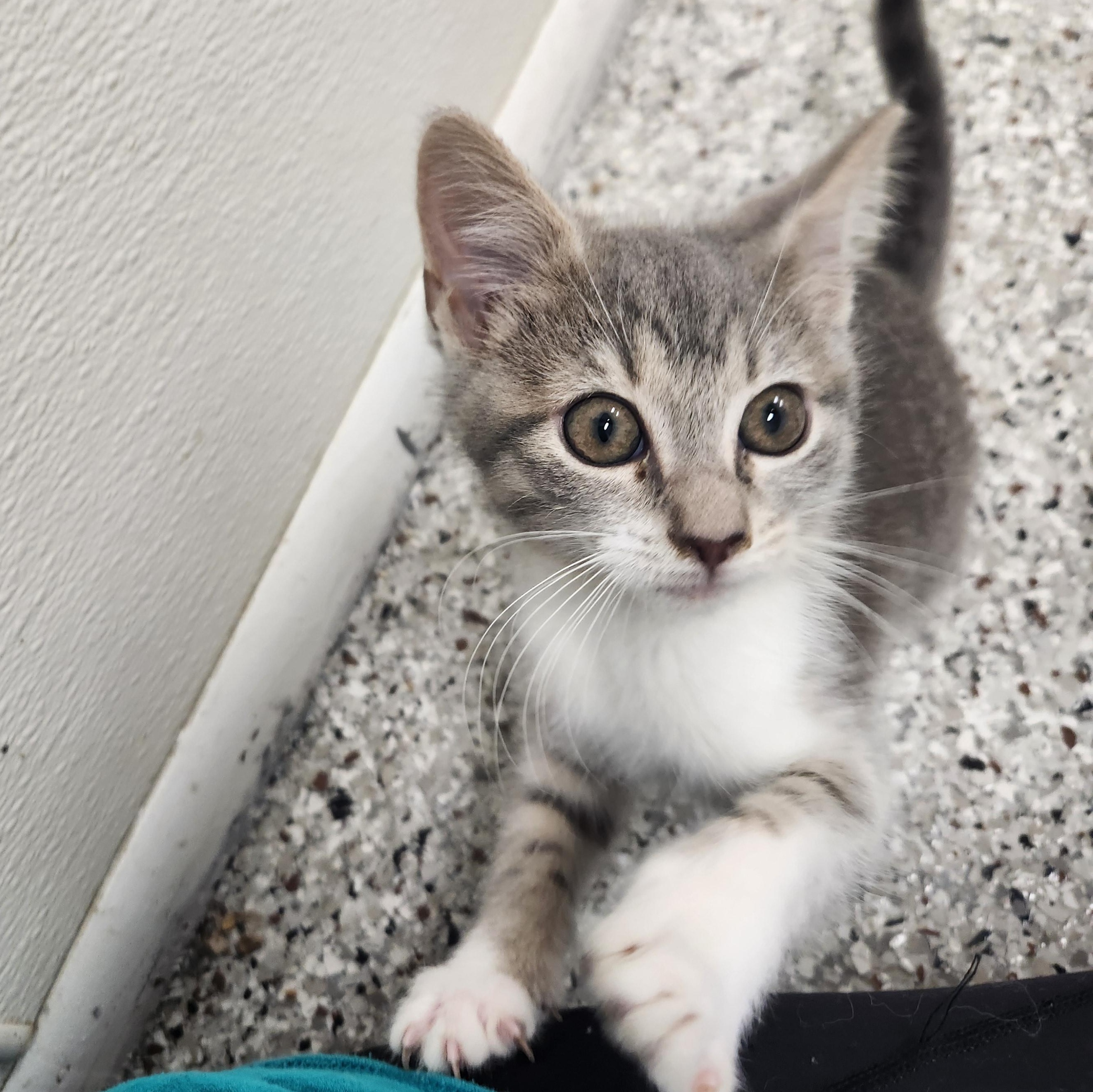 Millie, an adopted mixed breed in Mount Pleasant, MI image 2/2