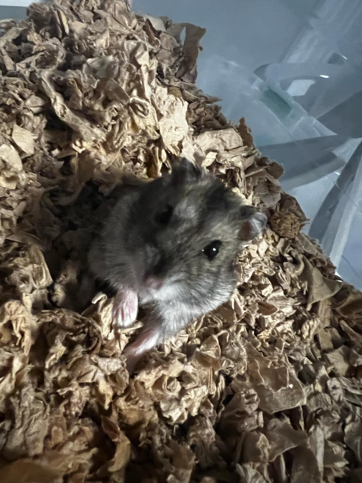 Heartthrob, Adoptable, Young Male Dwarf Hamster.
