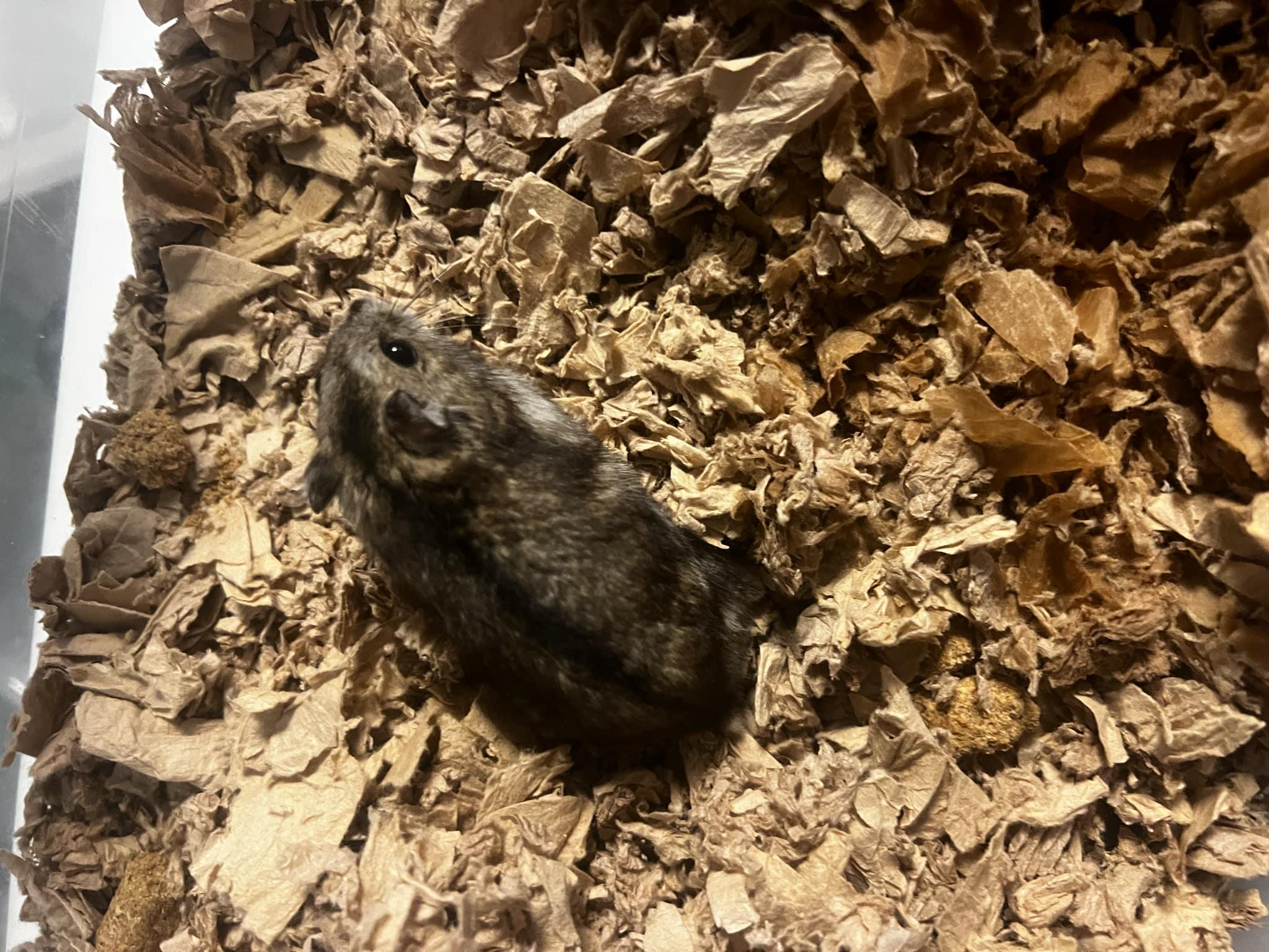 Enlarge Heartthrob, a Adoptable Dwarf Hamster in FRANKTON, IN image 2/2