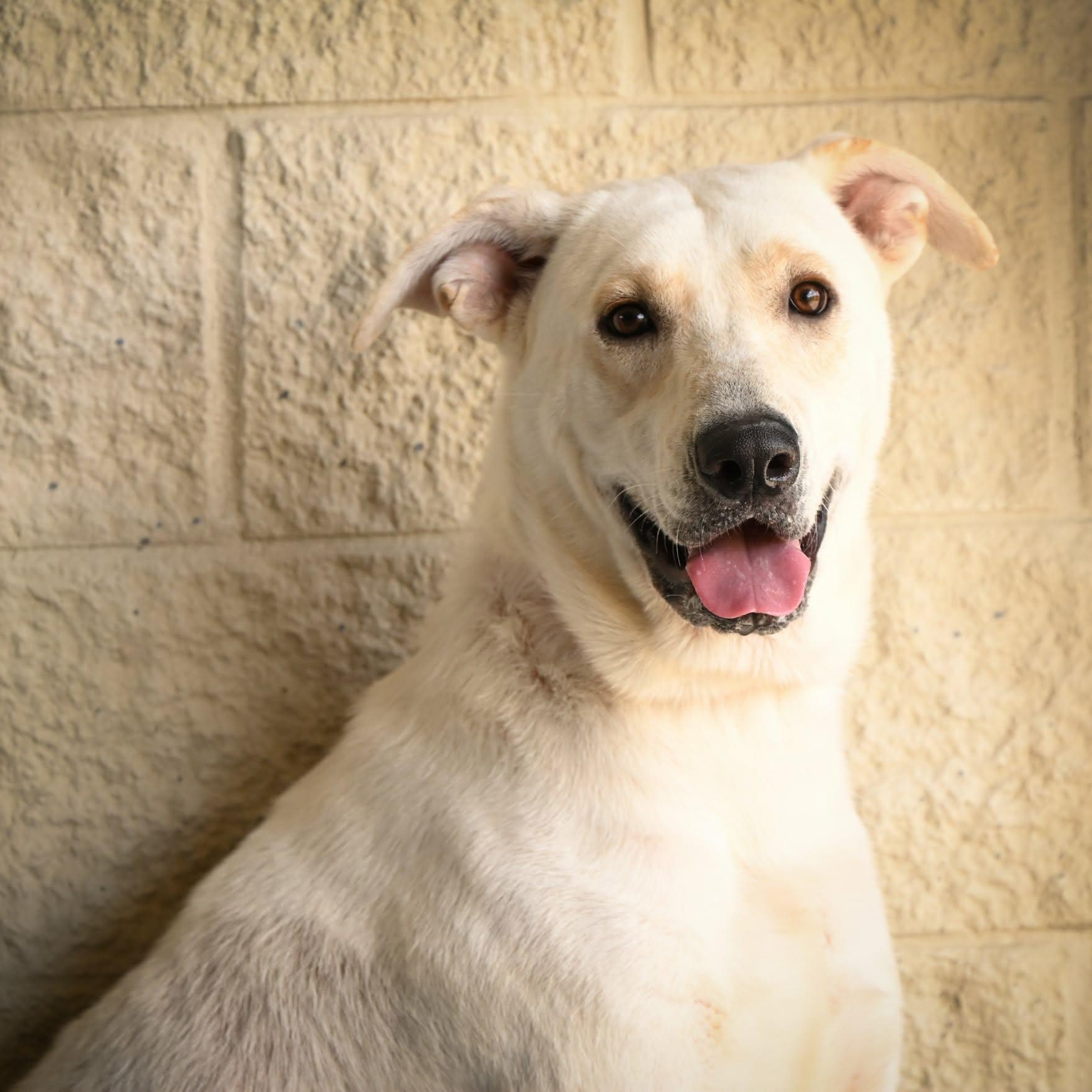 Boudreau, ADOPTABLE, Young Male Labrador Retriever.